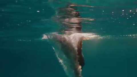 Ocean Swimming Lady