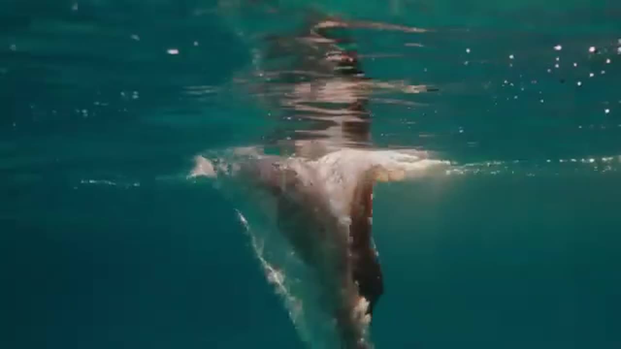 Ocean Swimming Lady