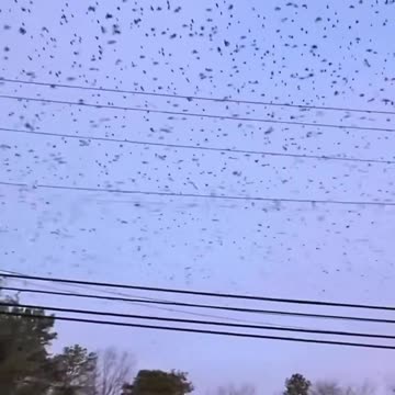 🇺🇸 New Jersey Residents are now reporting unusual Bird patterns as Thousands of birds...
