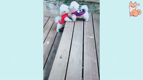 cute dogs ever