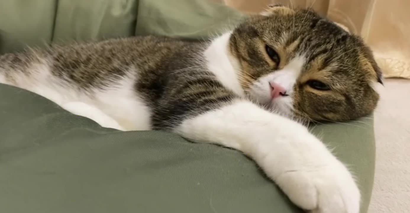 The cat who is dreaming suddenly smells delicious food