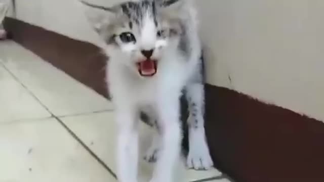 😡New BORN KITTY😡