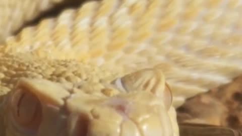 Rattlesnake Facts You Didn't Know! #wildlife #shorts