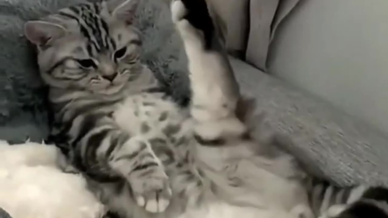 🐱 Funny cat videos | cute cats | Try not to laugh | Cat videos Compilation #shorts 🐈