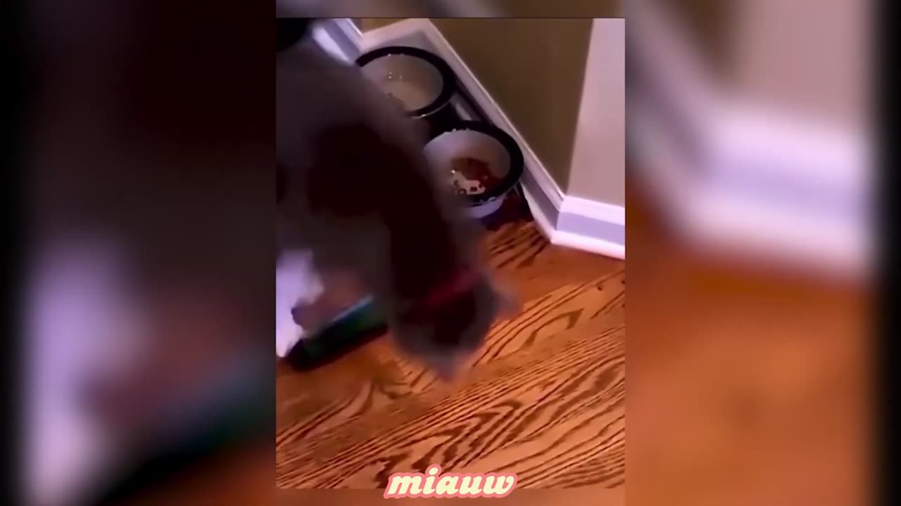 Funniest_Cats_😹_-_Don't_try_to_hold_back_Laughter_😂_-_Funny_Cats_Life)