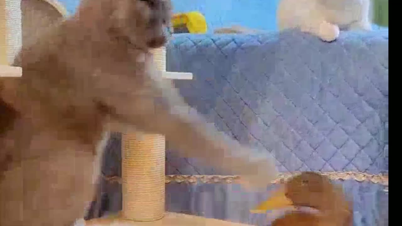 Cat funy video