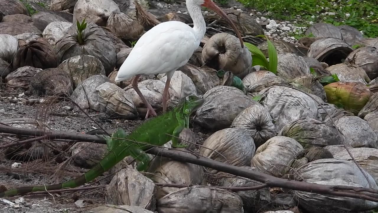 Wild animals that I saw during my 8 days stay in Miami Florida in July 2023.