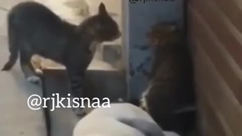 Very funny cat