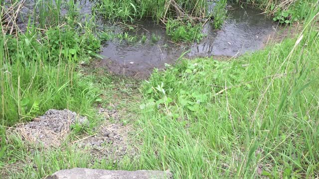 A lot of fish jump ashore, what is this phenomenon?