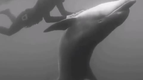 This is a beautiful and charming water-dwelling species