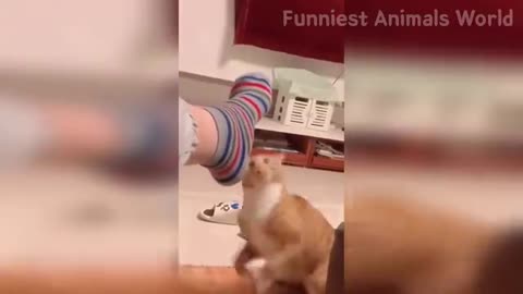 Funniest Animals | Funny Dog And Cat | Funny Animals Video