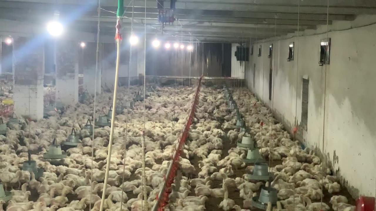 Broiler farming