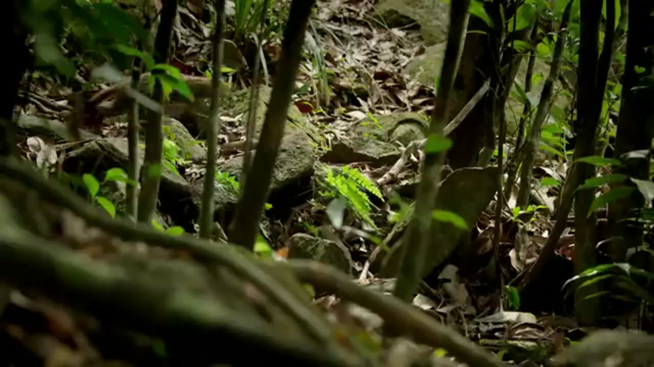 World's smallest cat - BBC