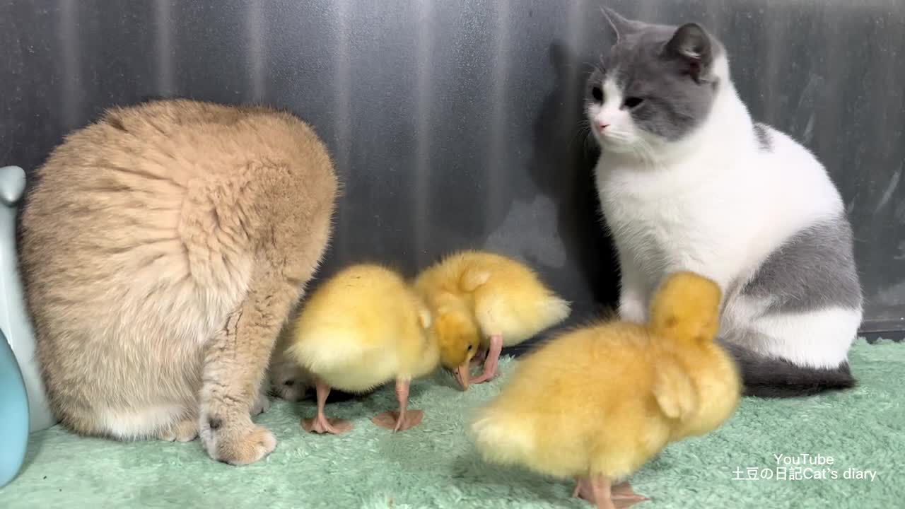 In the evening, the kitten stroked the duckling gently. they often play together