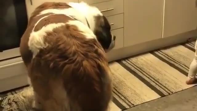 Feeding delicious food to a dog much older than me