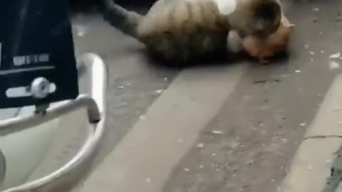 CnnjBnsnfczng