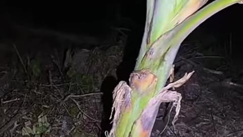 Ghost on camera paranormal activity part 91