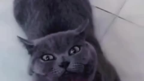 Cats funny video