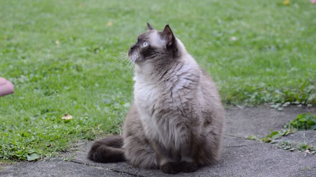 Cat British Shorthair Enjoy Rest