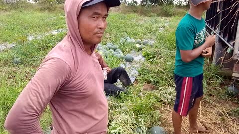 Panen semangka lagi