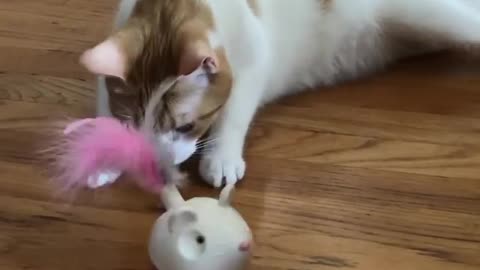 The cat doesn't know how to play with this toy