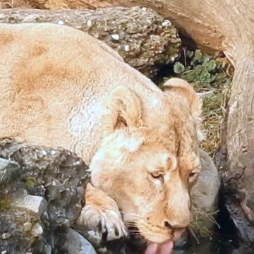 𝐋𝐢𝐨𝐧𝐞𝐬𝐬 𝐃𝐫𝐢𝐧𝐤𝐢𝐧𝐠 𝐚𝐧𝐝 𝐆𝐫𝐨𝐨𝐦𝐢𝐧𝐠