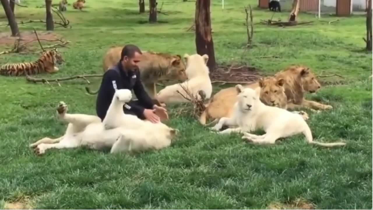 Tiger Saves Man From A Leopard Attack