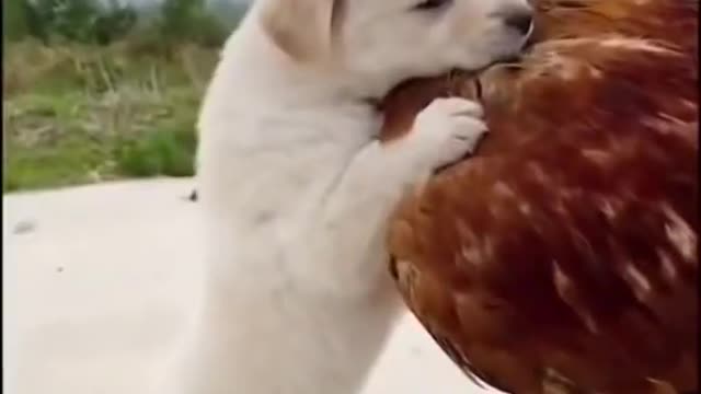 Lovely Dog