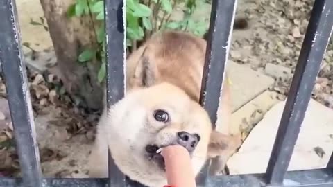 Best funny moment in Funniest cat's🐱 and dog's🦮🐶🤣🤣 05