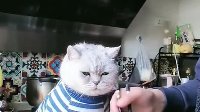 Kitty is going to get a terrible headache 🥴