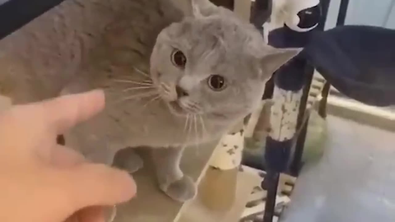 Funny animal videos that i found for you #6