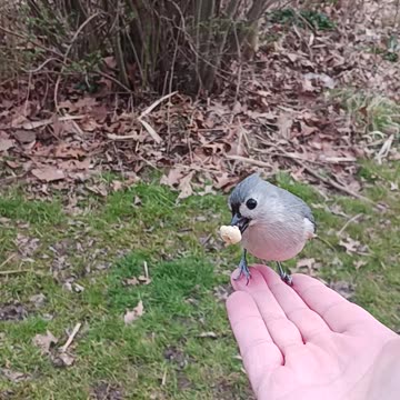 Titmouse flying