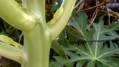 Bloosoms of papaya and backyard grapes