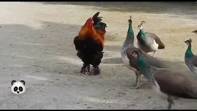 funny animal fight with roaster🐔Best video