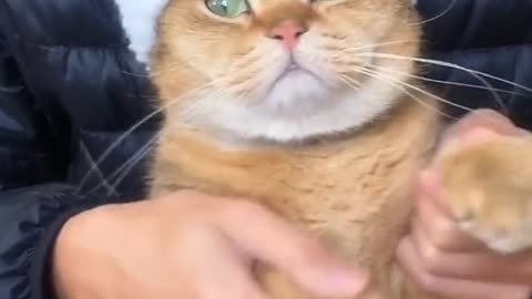 The cat's pet has become a gem