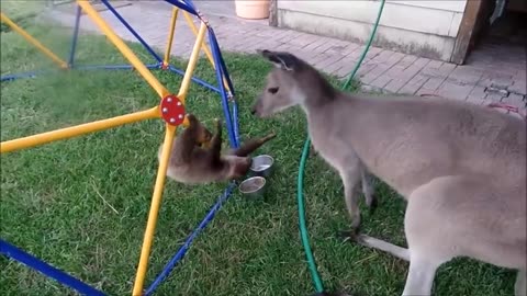 Animals funny videos