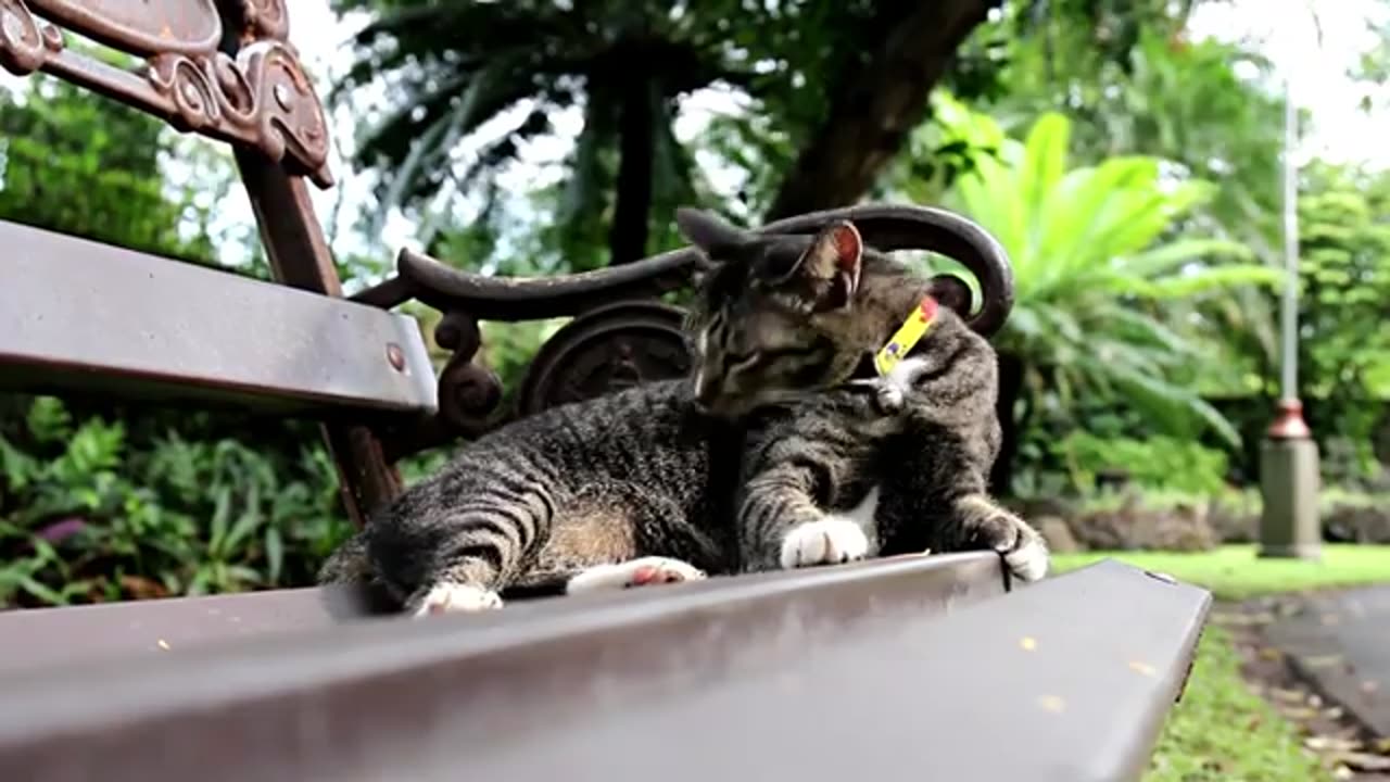 Baby Cat Cates and Funny Cat Videos Compilation #60/ Aww Animals