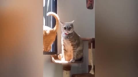 Cat Funny Video