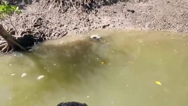 Did you see what it was eating #mudcrab