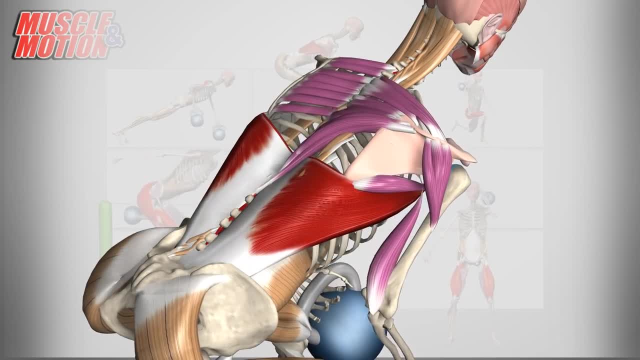 External Oblique Anatomy and Movement