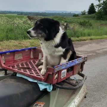 The Dog Goes Shepherd