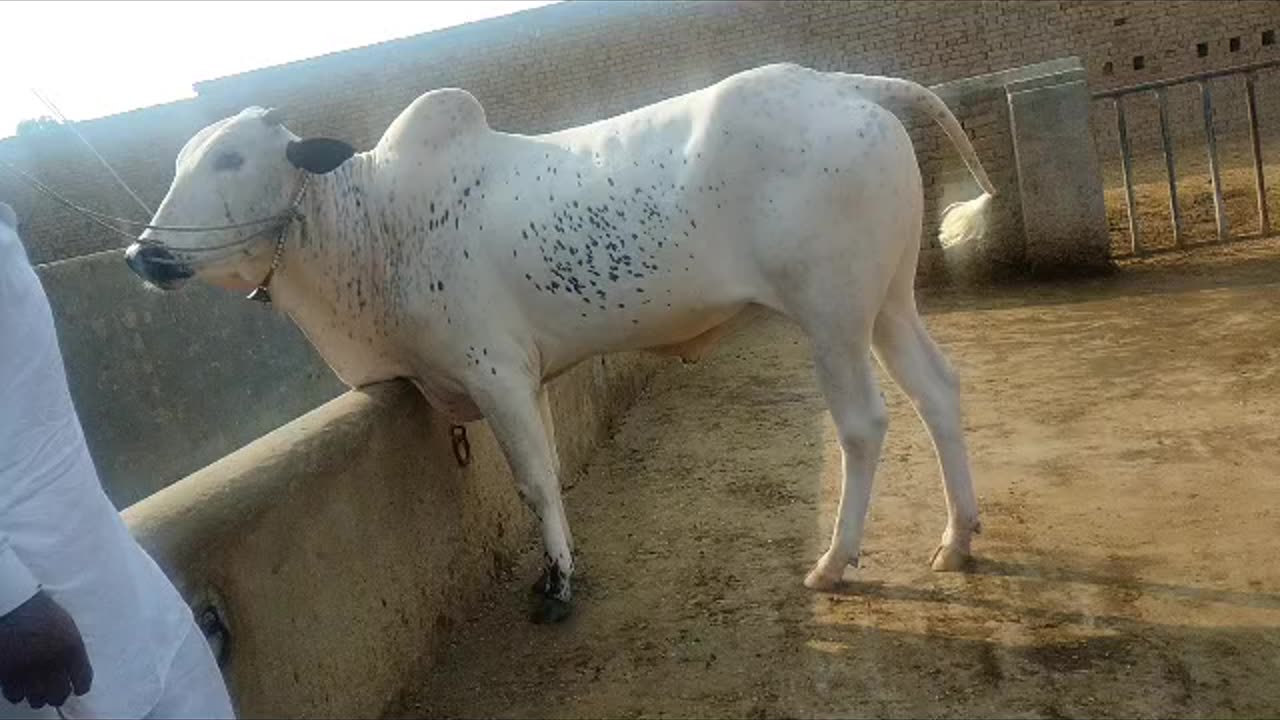 Bull is an intact adult male of the species Bos taurus.