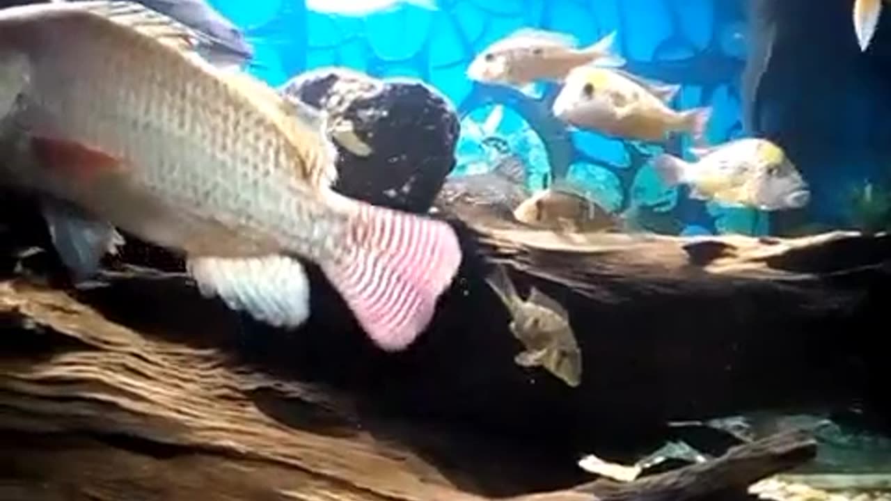 Peixe 🐟 tilapia macho fazendo ninho