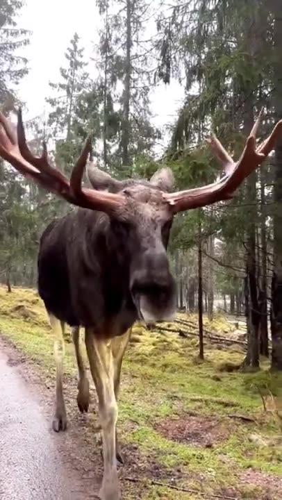 Giant moose walks up to a car out in the woods.