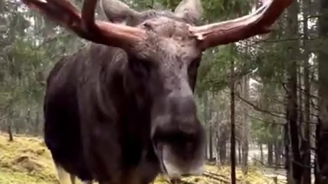 Giant moose walks up to a car out in the woods.