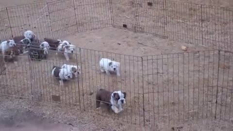 Dog pile! English Bulldog puppies sleeping.