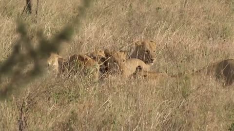 Young lions catch and kill an unfortunate zebra in Serengeti