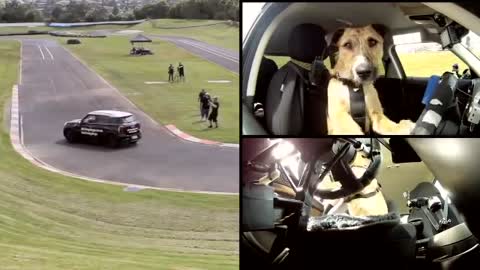 Meet Porter.The World's First Driving Dog Training