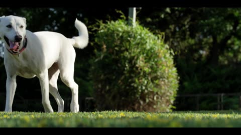 Beautiful dog 🐕 jimmy.🤗🤗