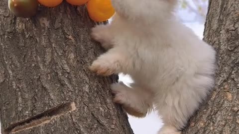 Don't disturb him when she eat #rabbit #funny #animals